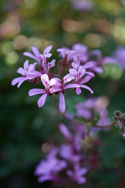 Pelargonium sp