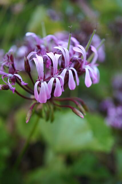Pelargonium sp