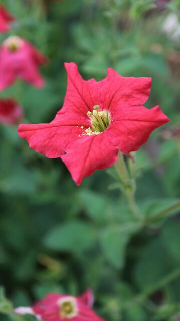 Petunia exserta