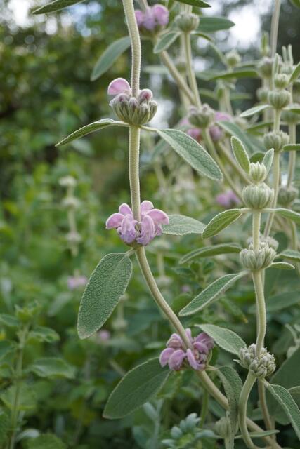 Phlomis x marina