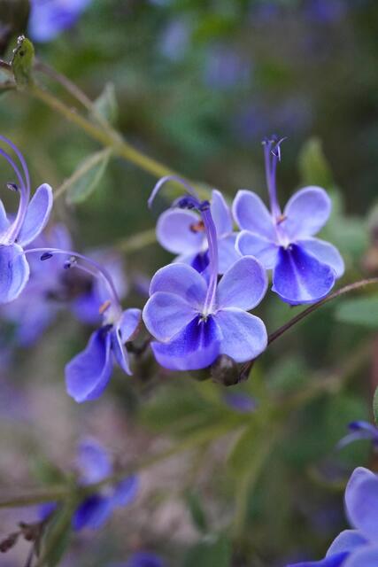 Rotheca myricoides