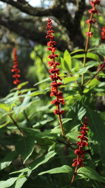 Salvia conteriflora