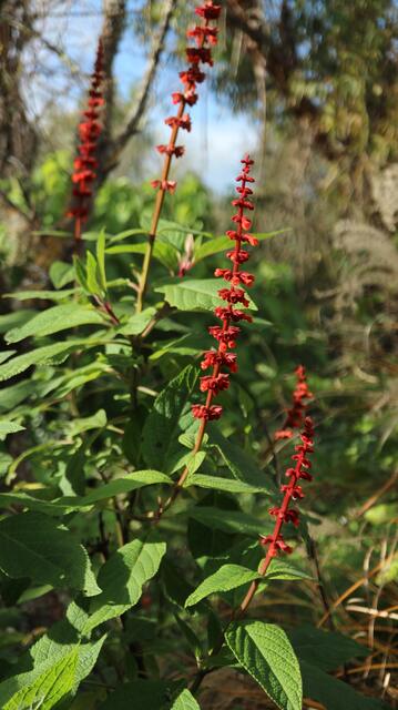 Salvia contertiflora