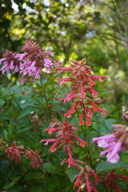 Salvia 'Ember's Wish'