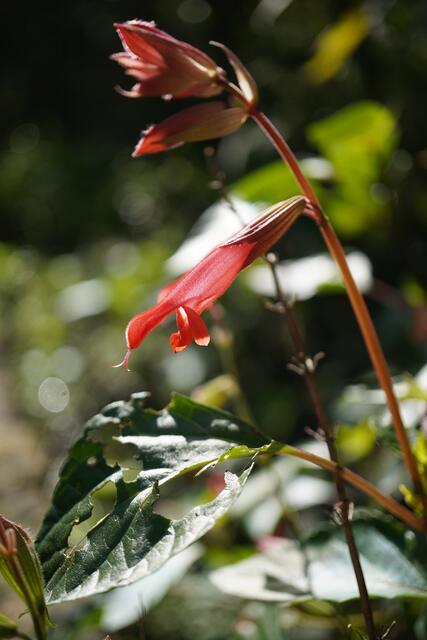 Salvia 'Ember's Wish'