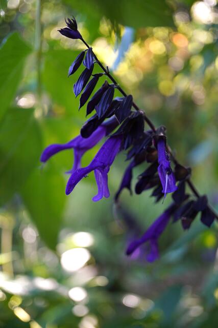 Salvia guaranitica