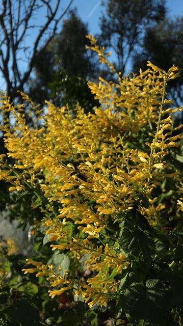 Salvia madrensis