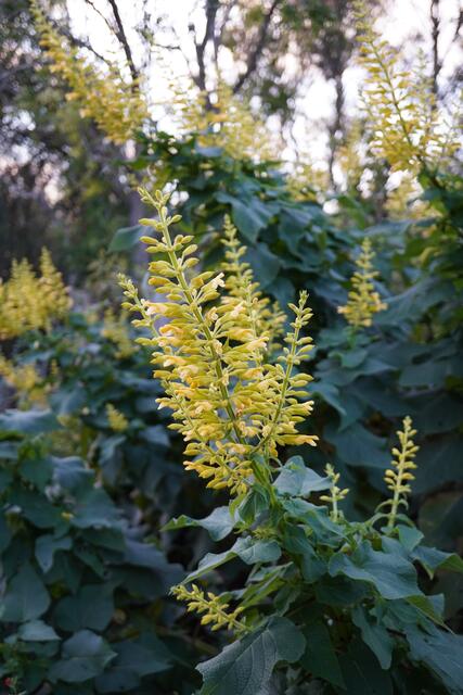 Salvia madrensis