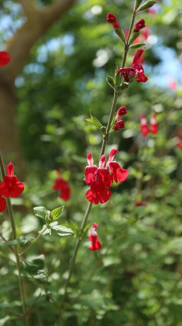 Salvia microphylla 'Hot Lips'