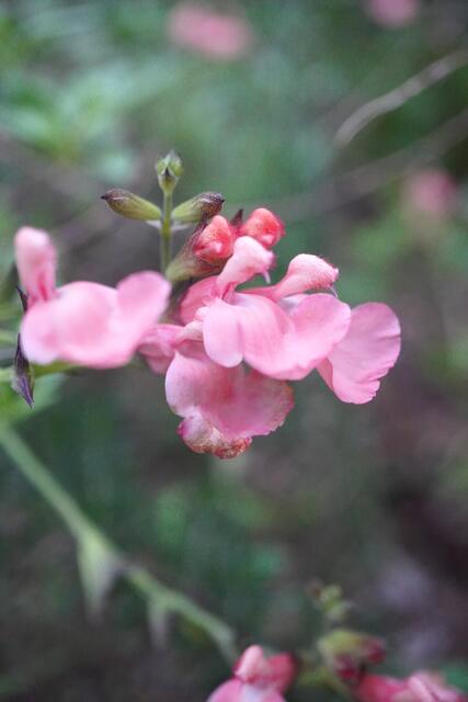 Salvia microphylla LIGHT PINK