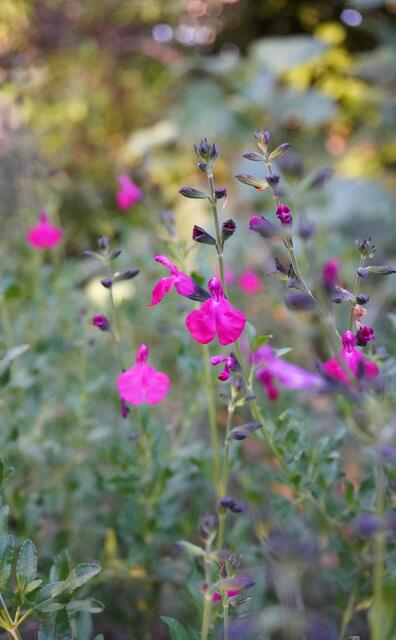 Salvia microphylla PINK