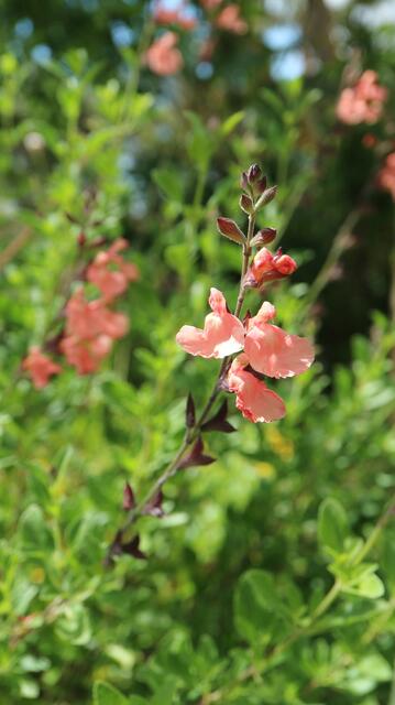 Salvia microphylla SALMON