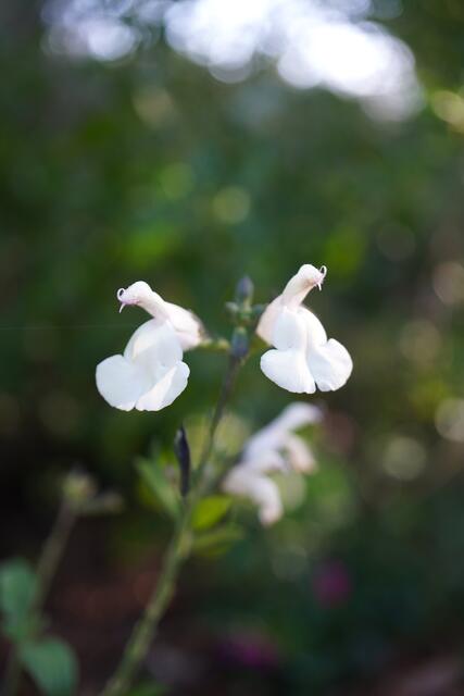 Salvia microphylla WHITE