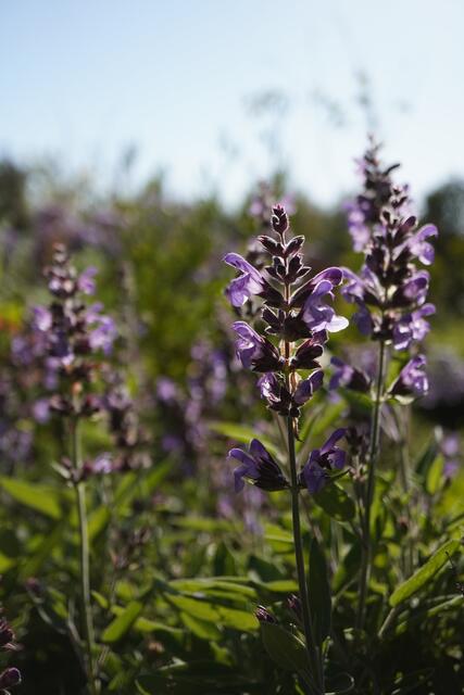 Salvia officinalis