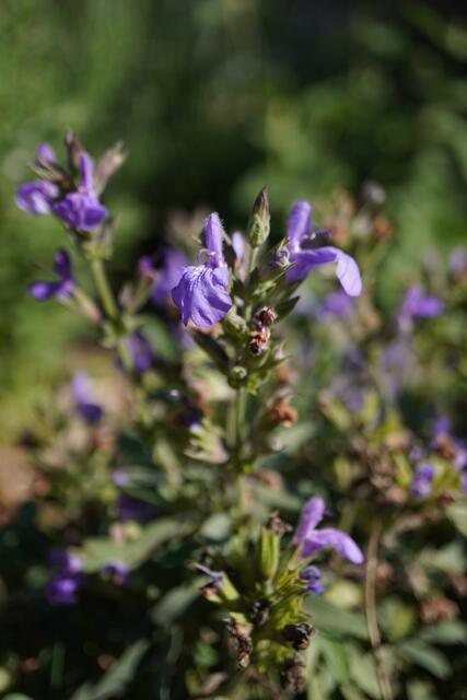 Salvia officinalis subsp. oxyodon