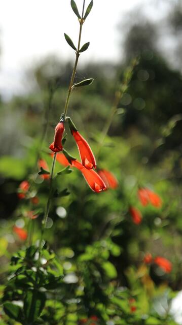 Salvia oppositiflora