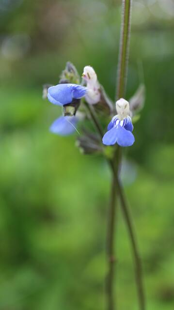 Salvia procurrens