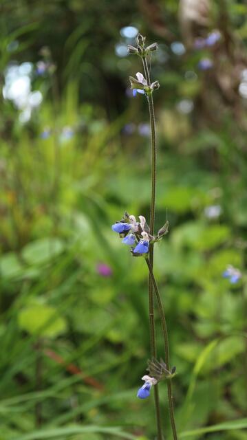 Salvia procurrens