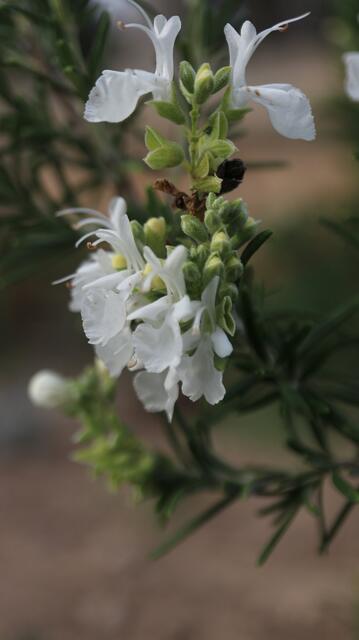 Salvia rosmarinus subsp. palaui f. alba - syn: Rosmarinus officinalis f. alba