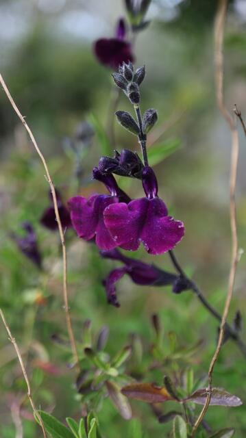 Salvia x jamensis 'Nachtvlinder (Salvia greggii x Salvia microphylla)