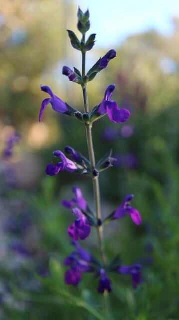 Salvia x jamensis 'Nachtvlinder (Salvia greggii x Salvia microphylla)