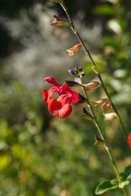Salvia x jamensis 'Royal Bumble' (Salvia greggii x Salvia microphylla)