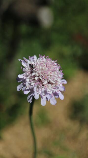 Scabiosa africana