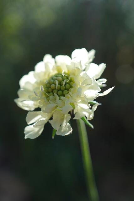Scabiosa sp
