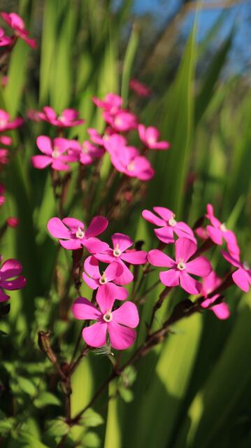Silene pseudoatocion