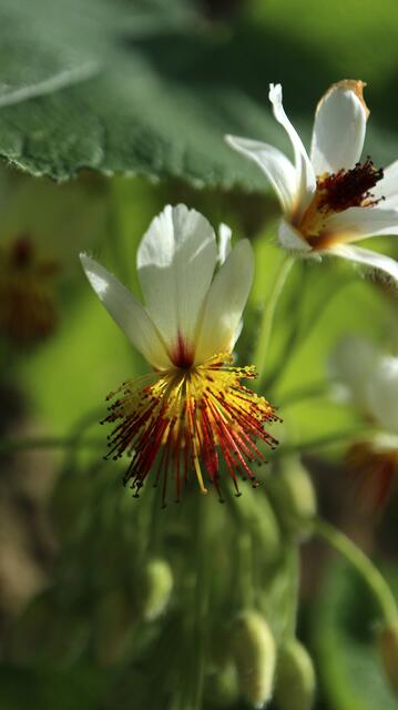 Sparrmannia africana