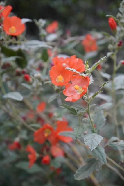 Sphaeralcea ambigua