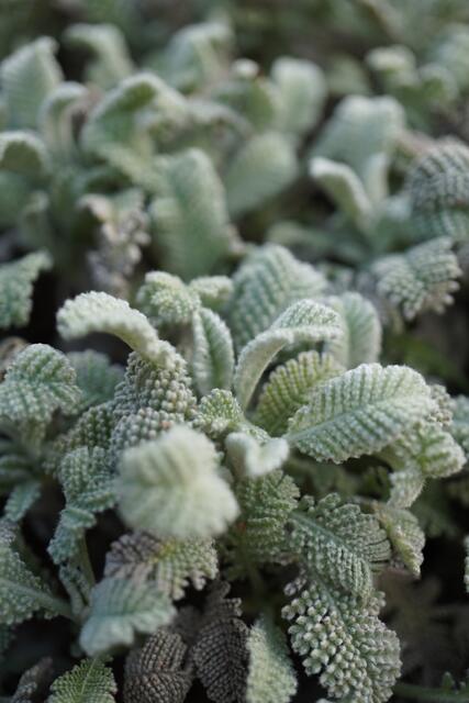 Tanacetum densum subsp. amani