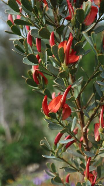 Templetonia retusa