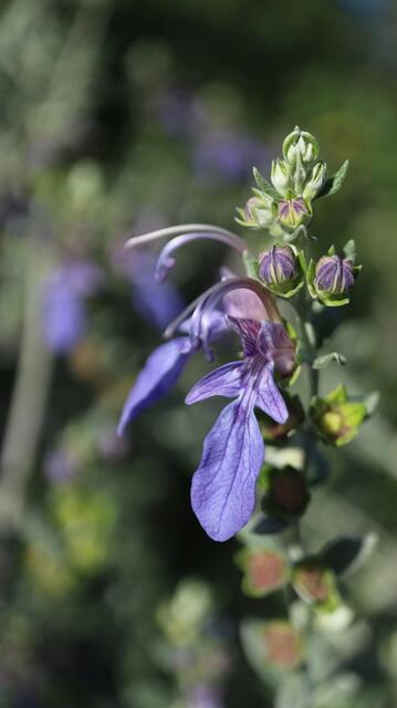 Teucrium fruticans 'Azureum'