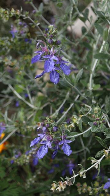 Teucrium fruticans 'Azureum'