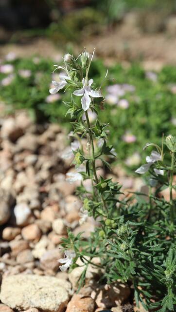 Teucrium pseudochamaepytis (ex Alicante