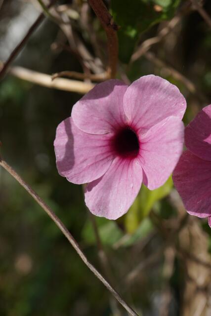 Thunbergia alata
