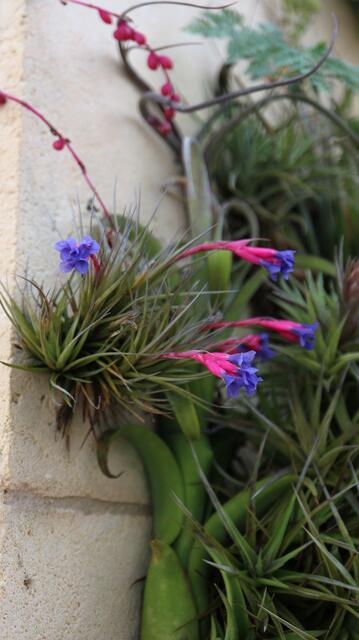 Tillandsia sp