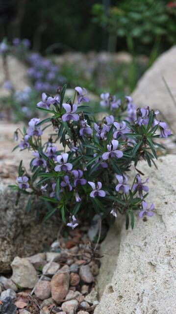 Viola arborescens