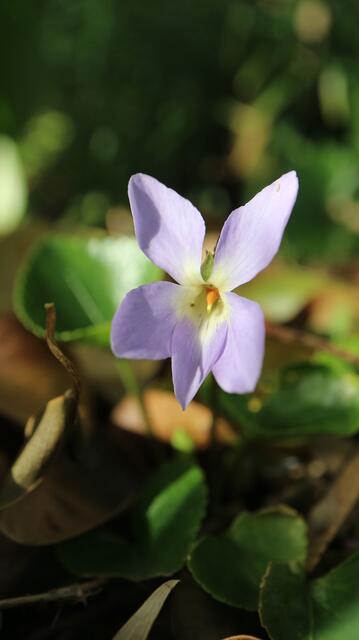 Viola jaubertiana