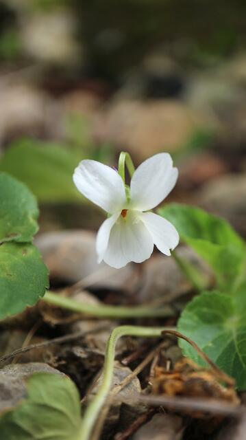 Viola jaubertiana f. alba