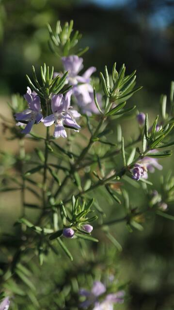 Westringia longifolia