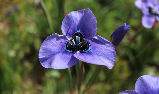 Moraea gigandra in flower