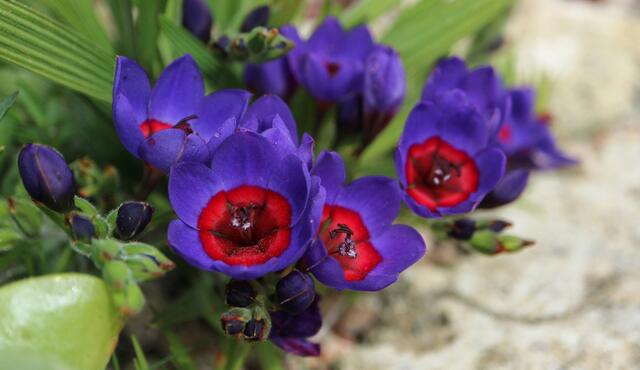 Purple and red flowering bulbs from Toni’s collection