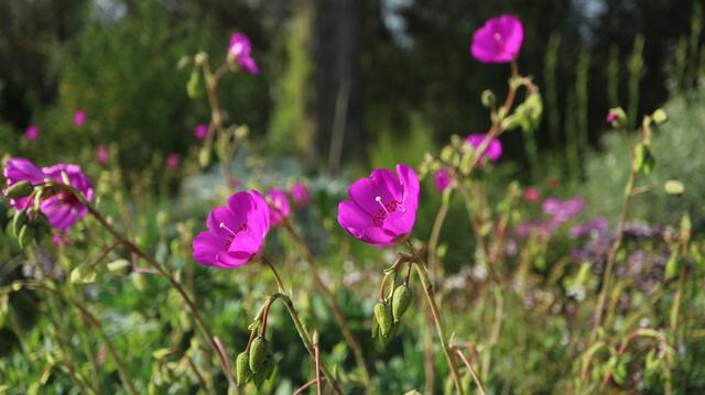 Wildflowers in Toni’s garden