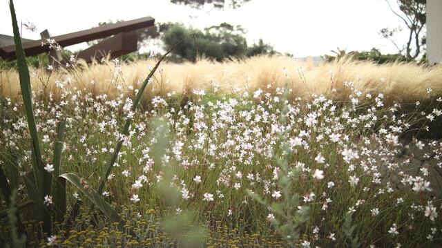 A meadow of white gaura and stipa grasses at sunset