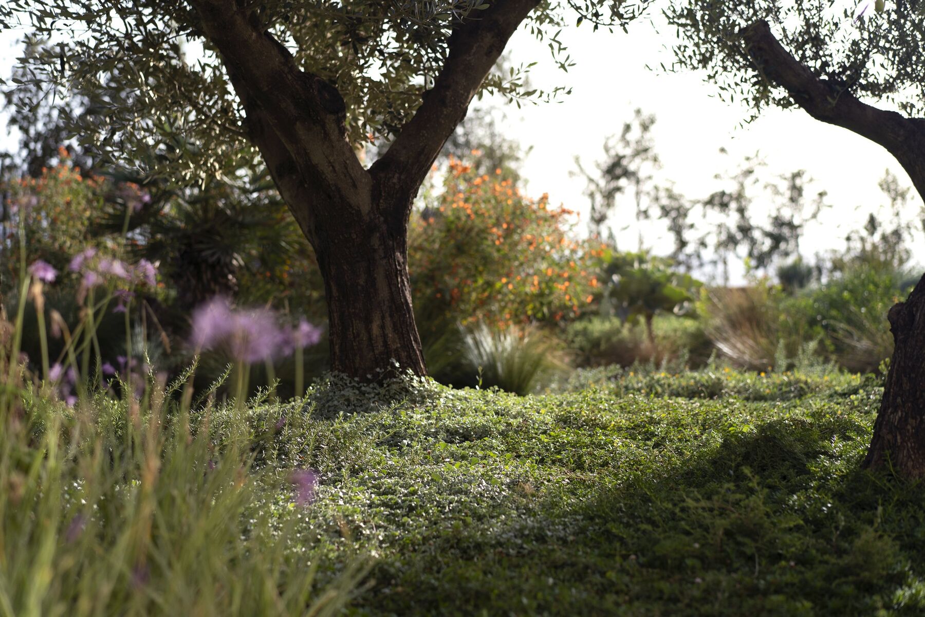Olea europaea, Sphaeralcea ambigua, Phyla nodiflora, Tulbaghia violacea