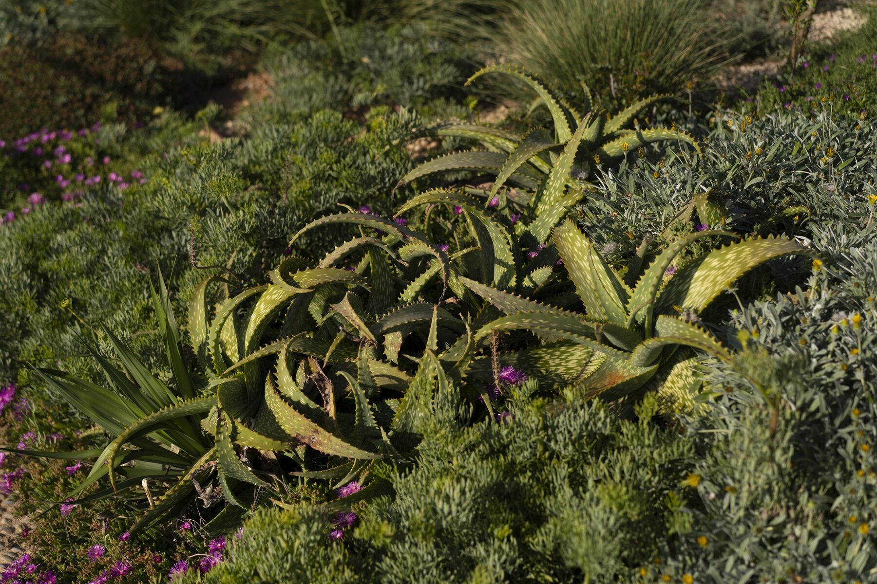 Aloe forever