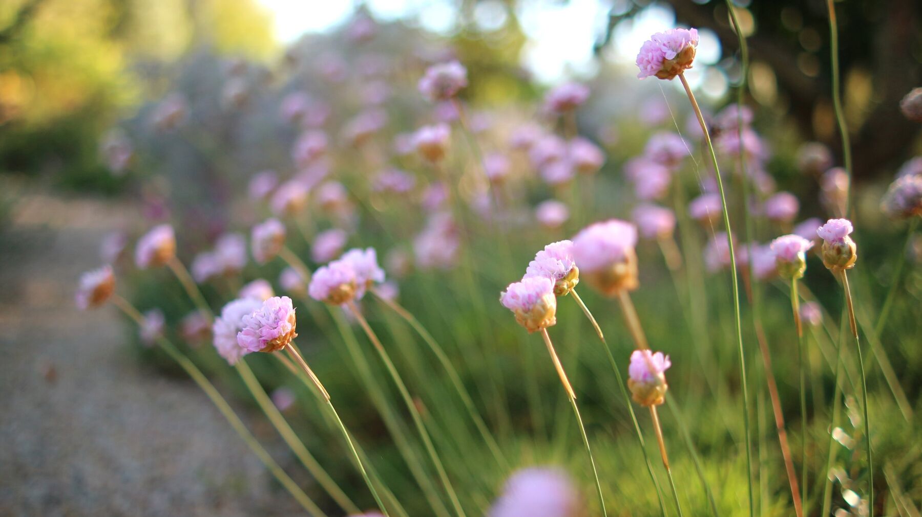 Pink of Armeria